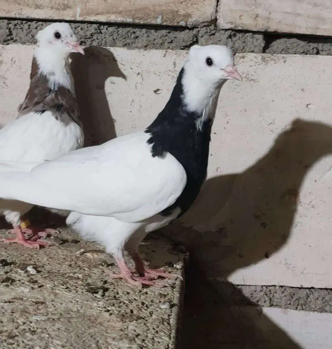 کفتر طوقی|پرنده|اردکان, |دیوار