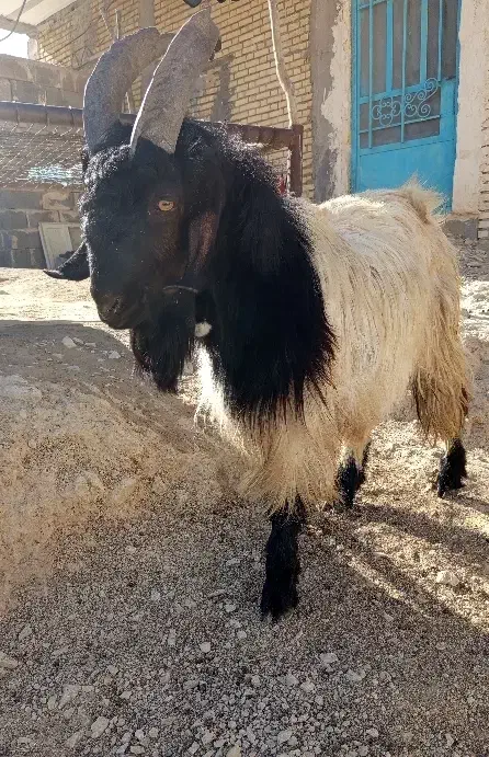 پازن|حیوانات مزرعه|باغ ملک, |دیوار