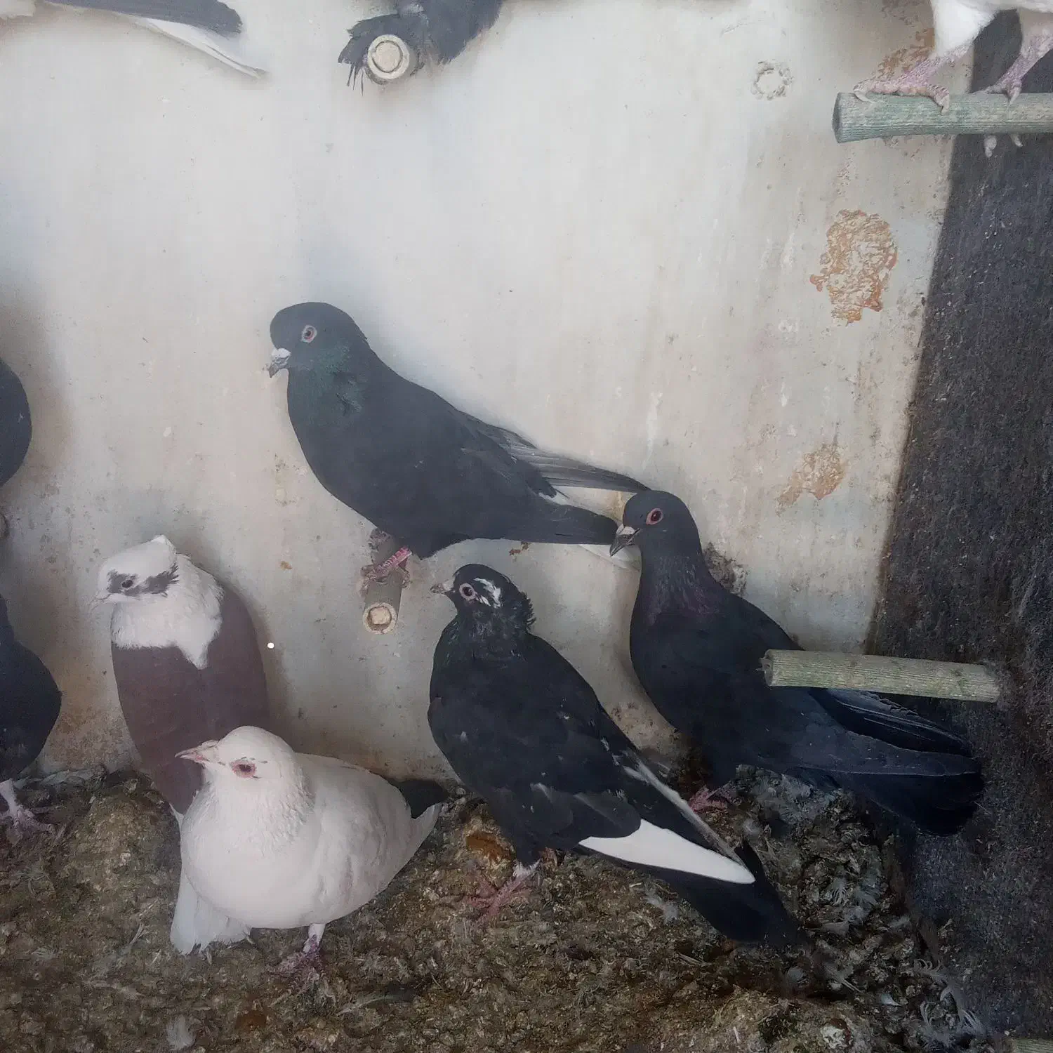 کفتر|پرنده|فردوس (کرمان), |دیوار