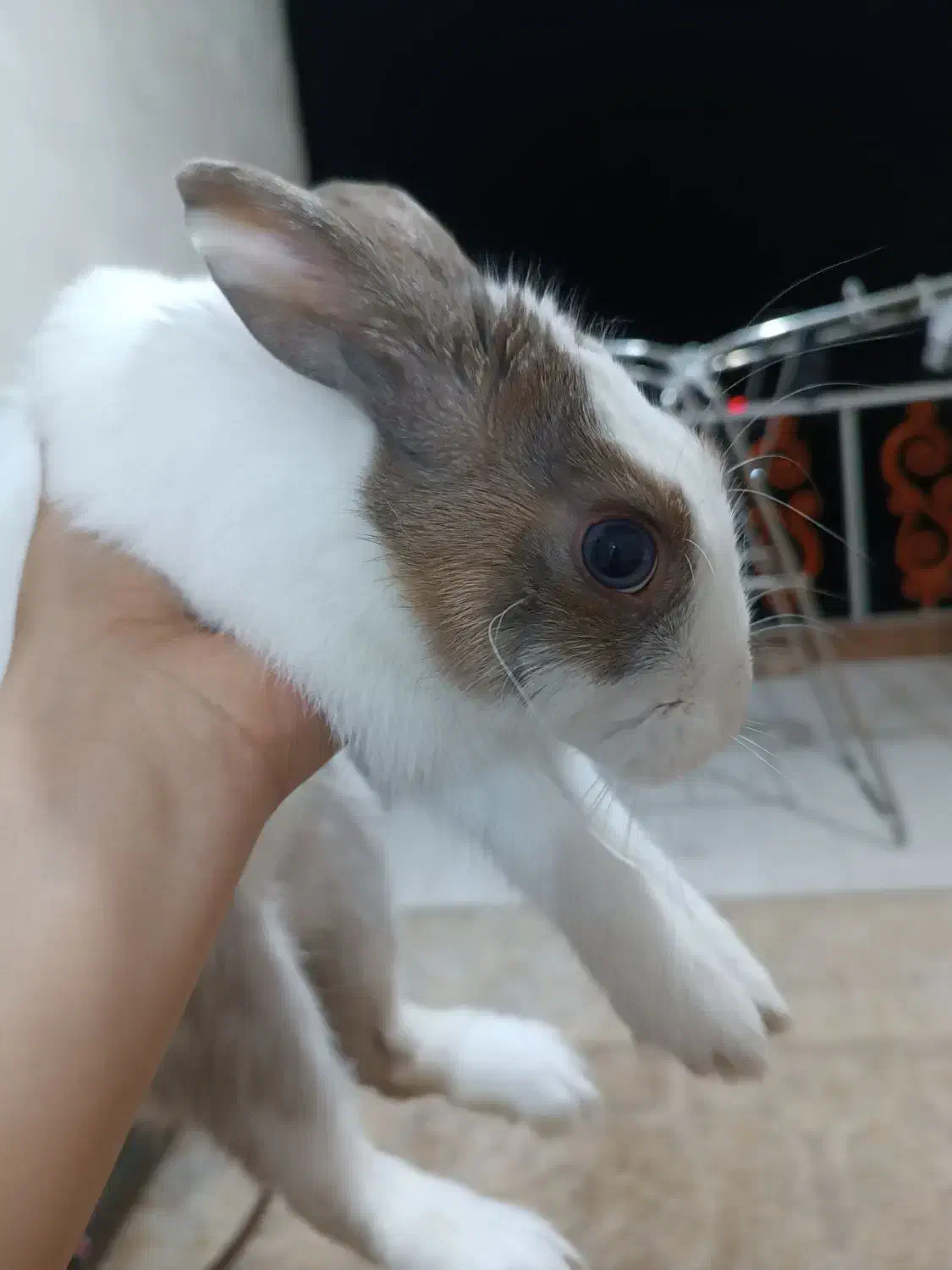 خرگوش|موش و خرگوش|یاسوج, |دیوار