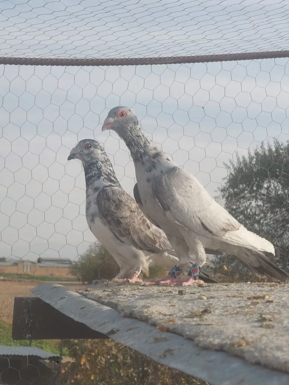 کبوتر|پرنده|سیدان, |دیوار