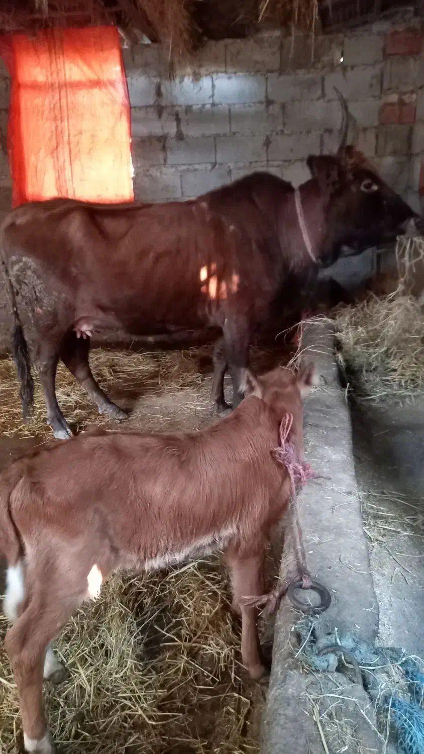 گاو دورگ محلی باگوساله نر|حیوانات مزرعه|شیرگاه, |دیوار