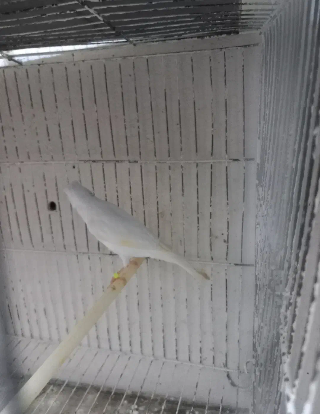 جوجه قناری نر|پرنده|رشت, شالکو|دیوار