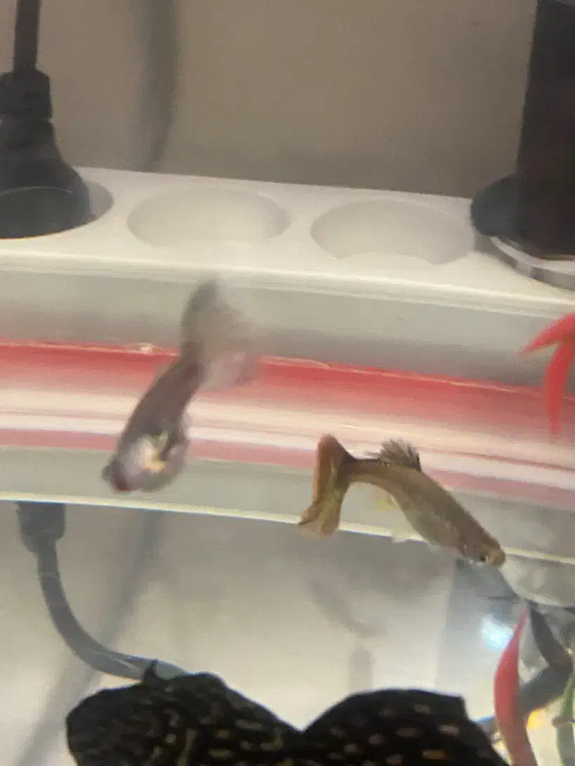 ماهی گپی ماده|ماهی|خسروشاه, |دیوار