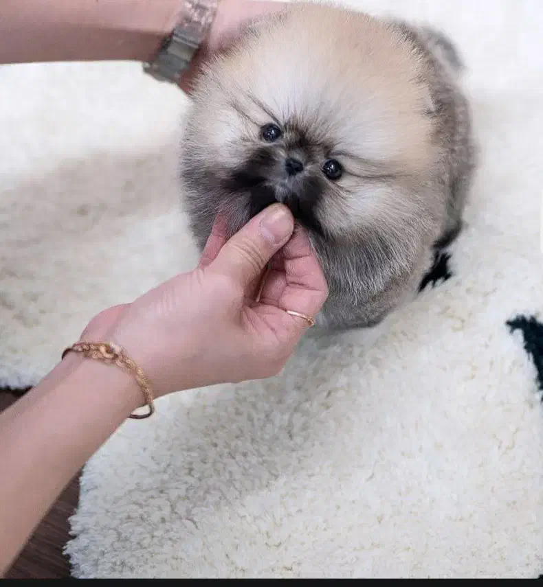 سگ جیبی|سگ|اصفهان, شاه پسند|دیوار