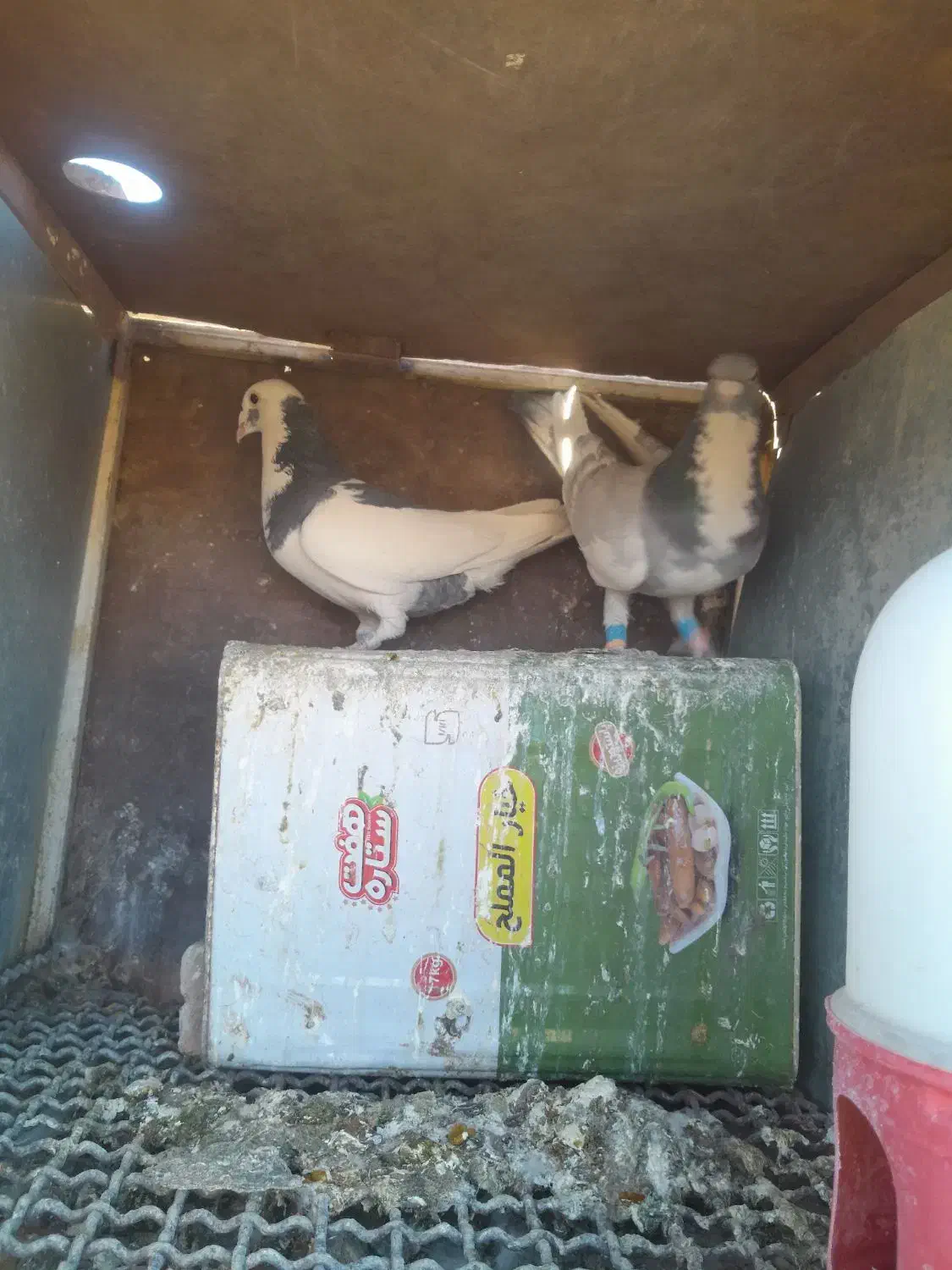 چنتاپرنده فروشی|پرنده|آباده, |دیوار