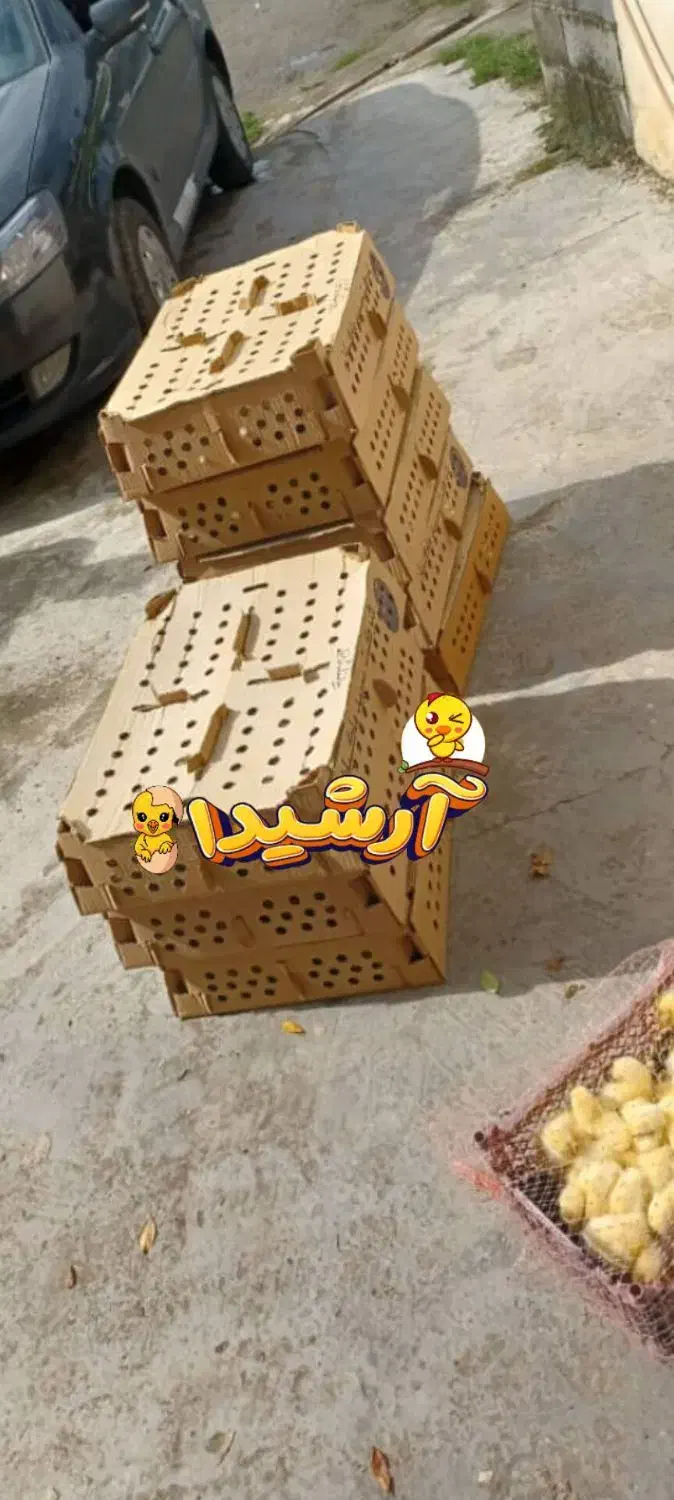 ارزان شدمرکز پخش جوجه اردک آرشیدا آستانه اشرفیه|حیوانات مزرعه|آستانه اشرفیه, |دیوار