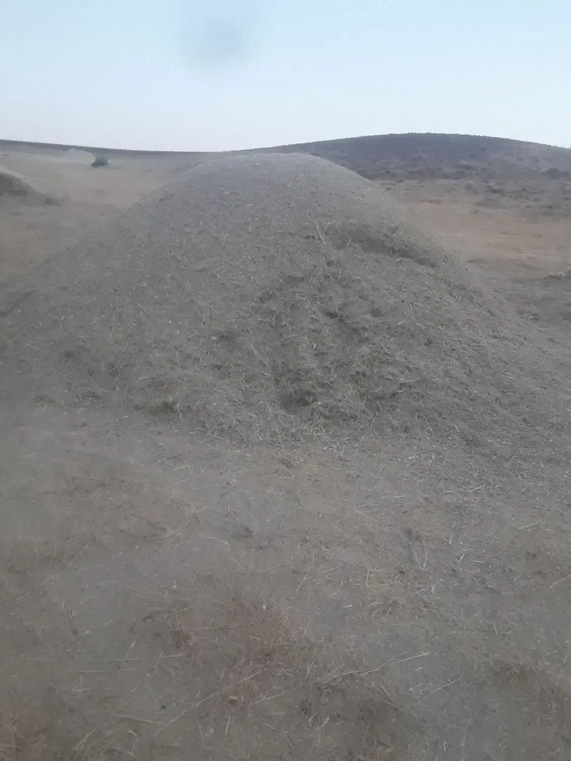 گیاه مخصوص گوسفند|گل و گیاه طبیعی|سارال, |دیوار