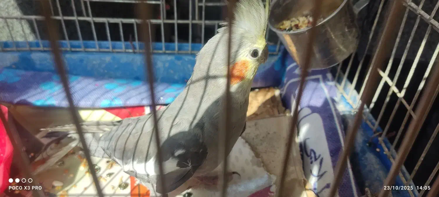 عروس هلندی|پرنده|پاوه, |دیوار