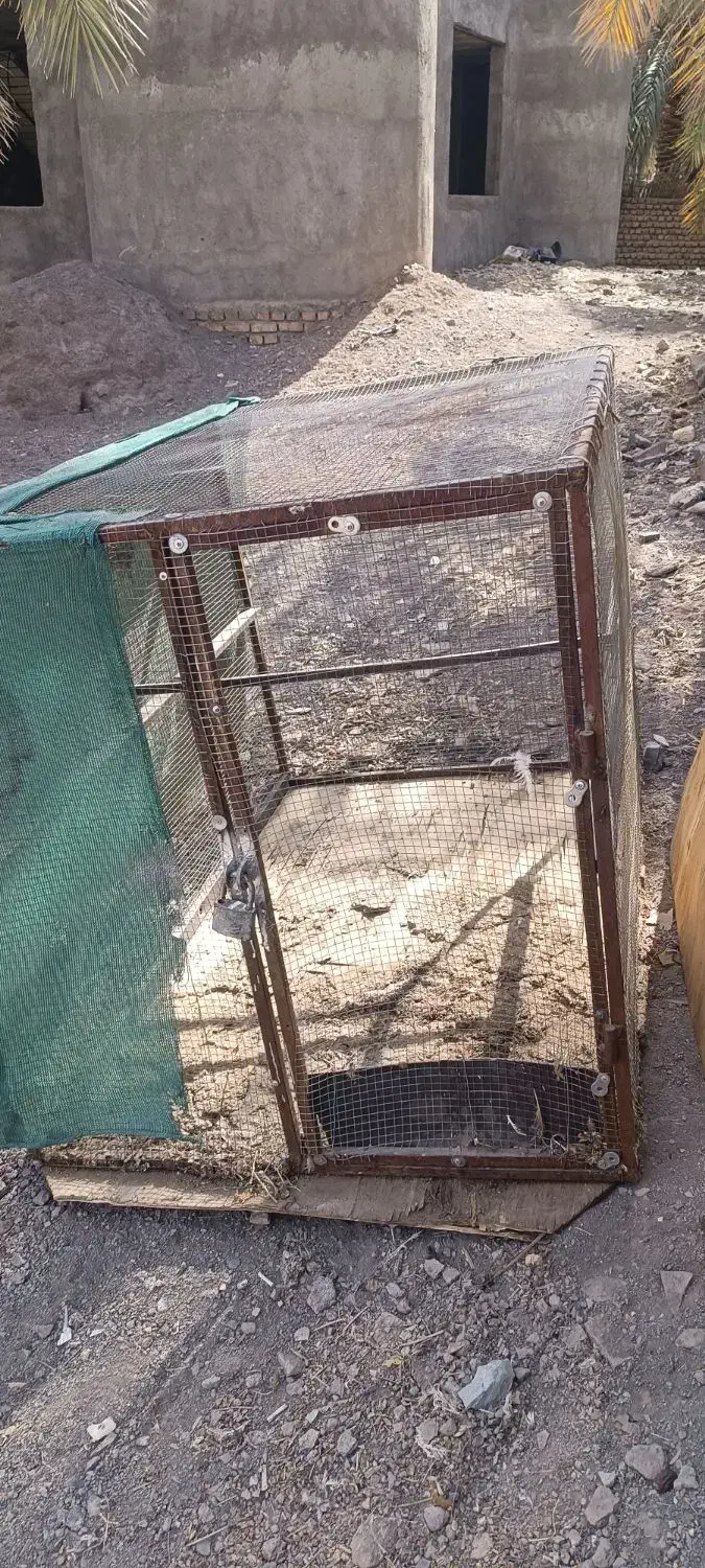 قفس|لوازم جانبی حیوانات|بم, |دیوار