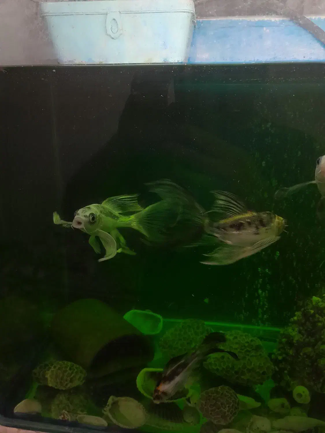 ۶ عدد ماهی کوی|ماهی|تهران, شهرک رضویه|دیوار