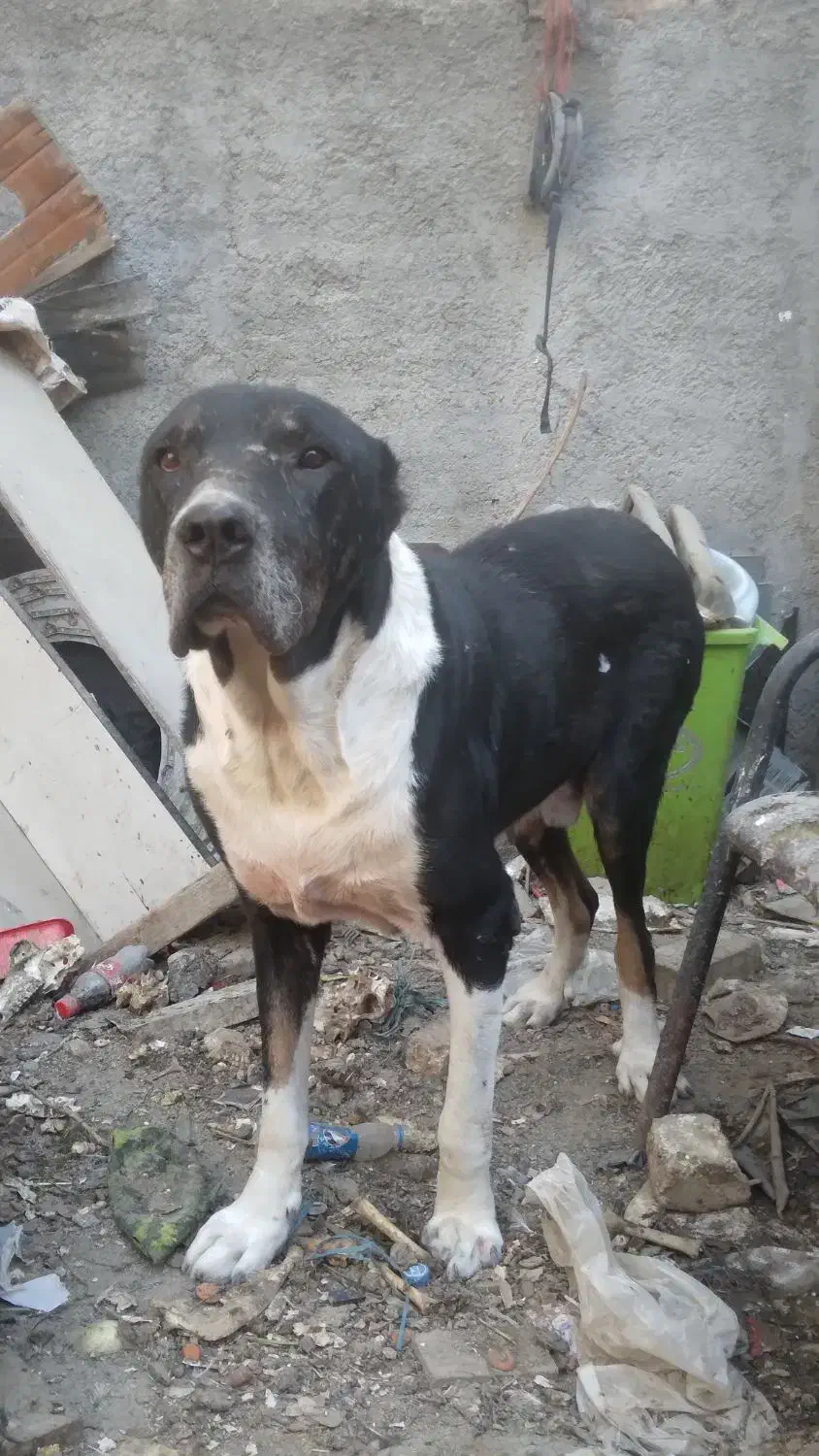 واگذاری سگ خراسانی|سگ|رباطکریم, رباطکریم|دیوار