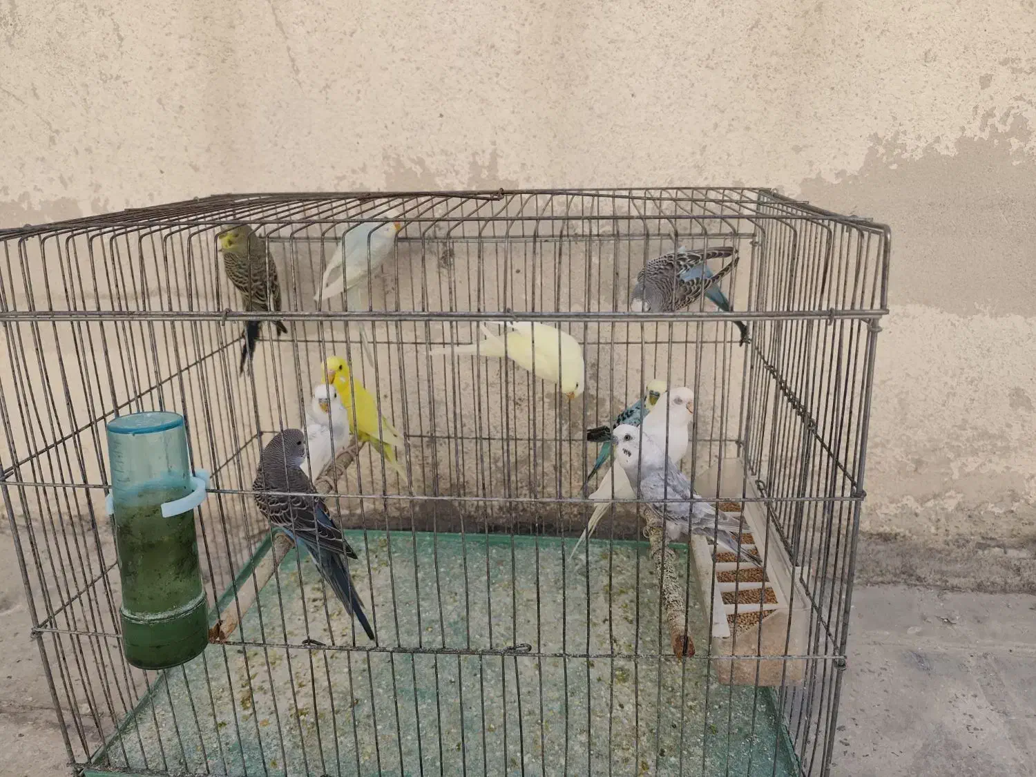 فروش تعدادی مرغ عشق|پرنده|کازرون, |دیوار