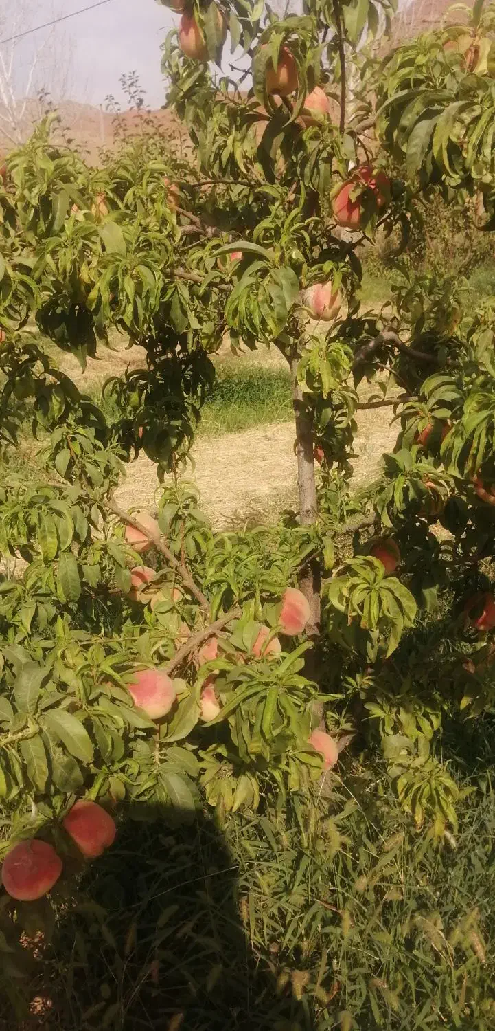 باغ فروشی|فروش زمین و ملک کلنگی|نیشابور, مازول|دیوار