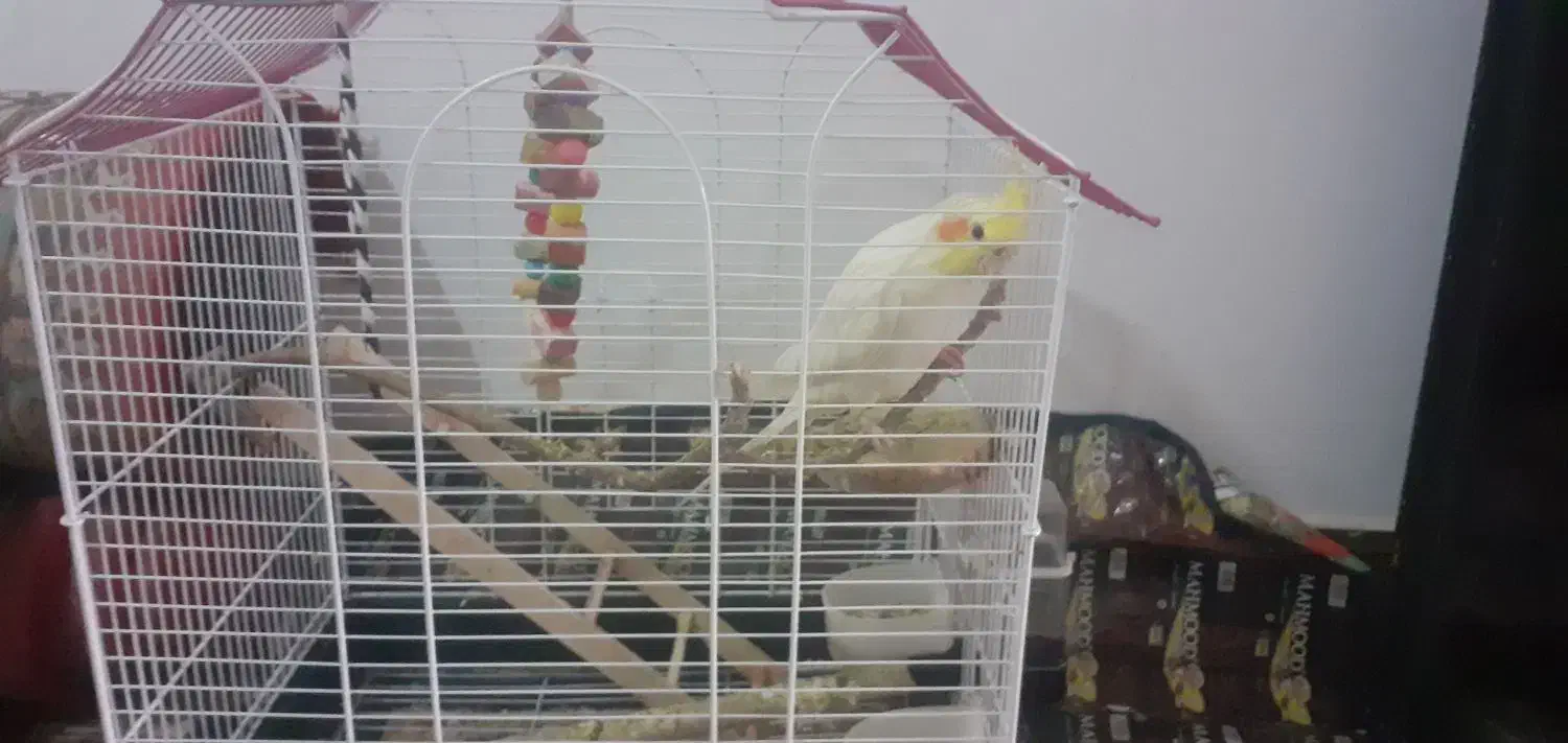 عروس هلندی سخنگو|پرنده|نورآباد, |دیوار