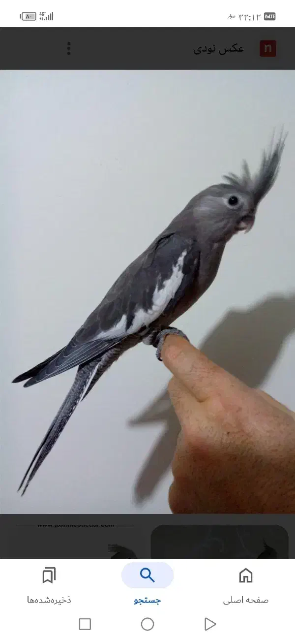 عروس هلندی گم شده|حیوانات|فسا, |دیوار