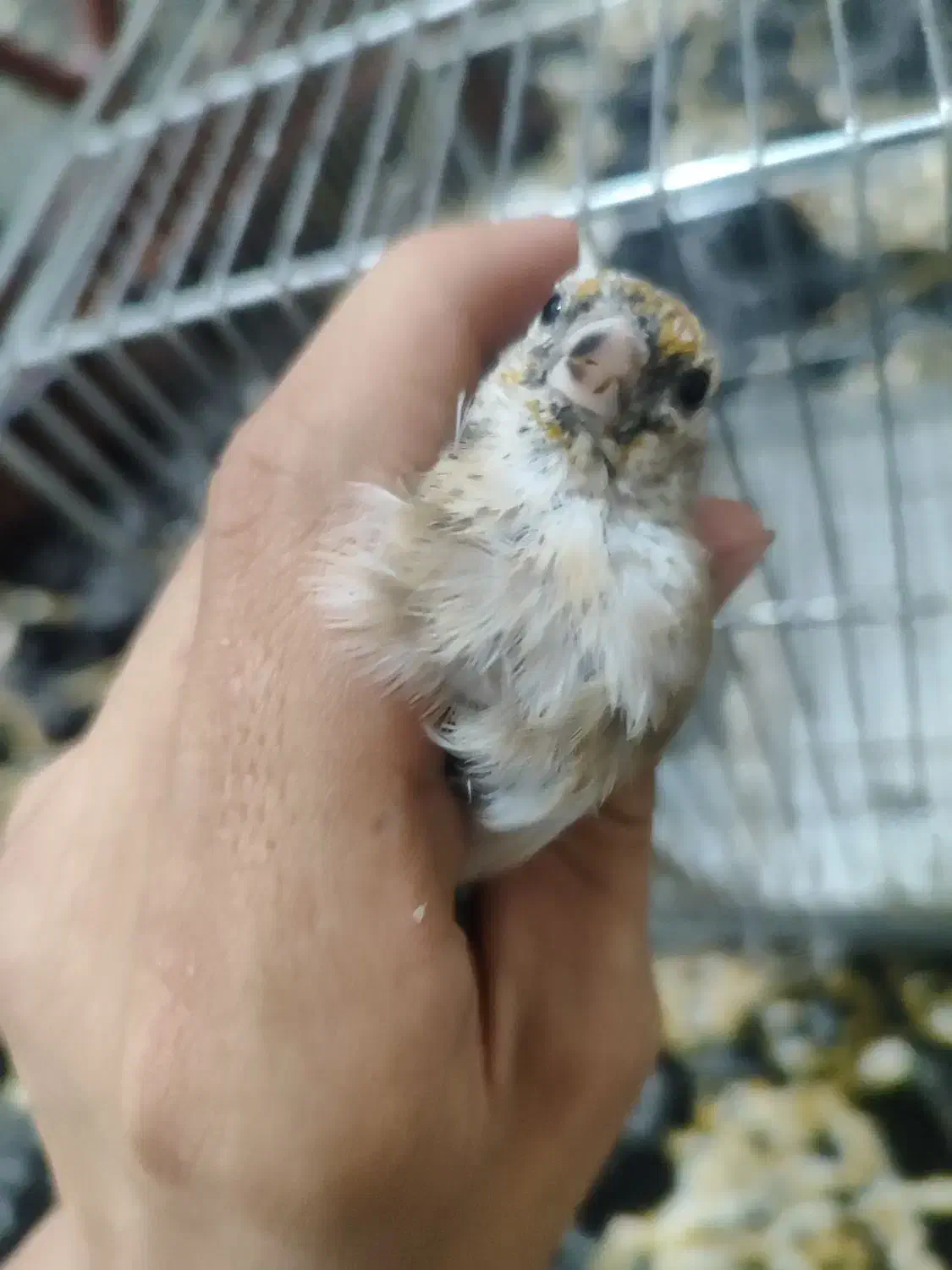 سیره جوجه قفس|پرنده|دورود, |دیوار