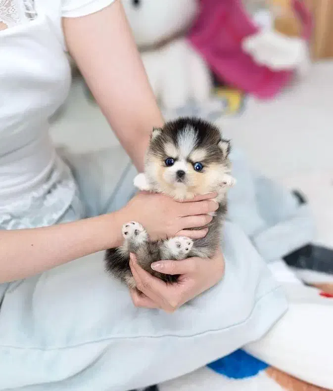 هاسکی|سگ|تهران, شیخ هادی|دیوار