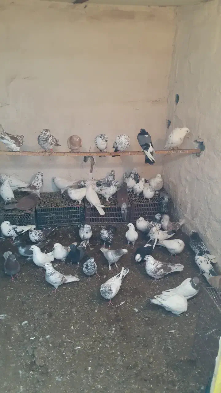 کفتر|پرنده|سلماس, |دیوار