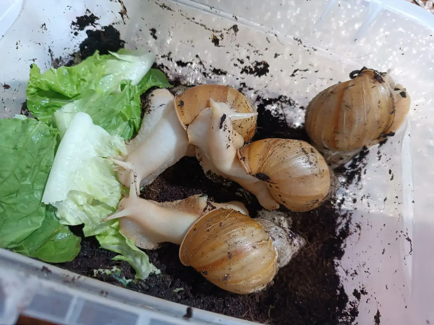 حلزون مولد تخم گذار|خزنده|امیدیه, |دیوار