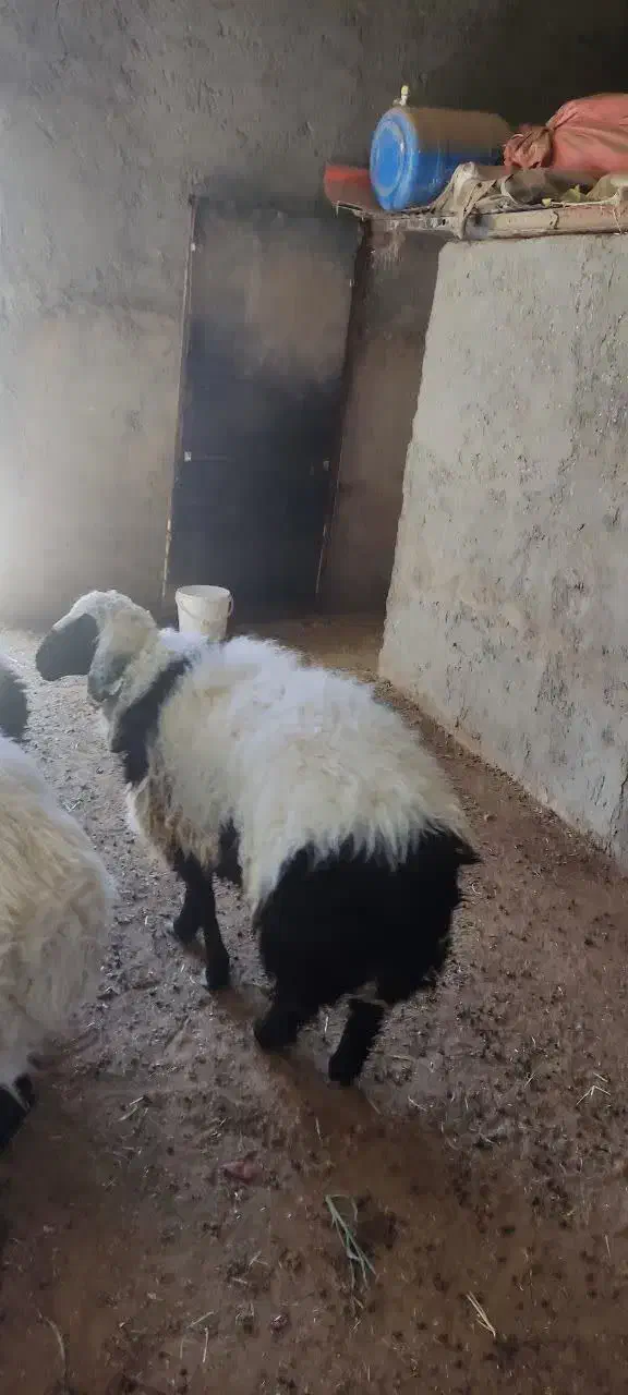 بره نرگوشتی|حیوانات مزرعه|بیرجند, |دیوار