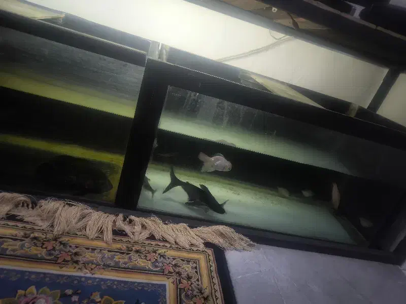 آکواریوم شیشه ۸میل|ماهی|گرگان, |دیوار