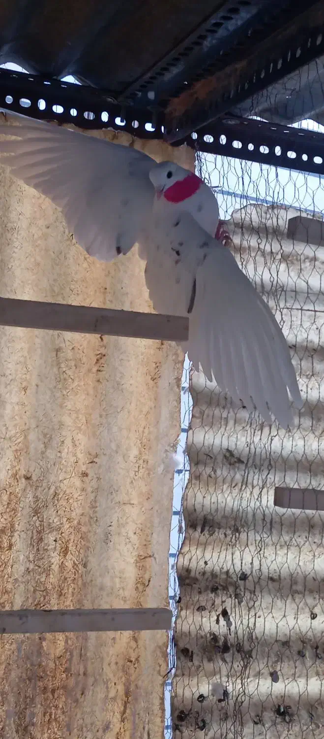 کفتر|پرنده|تهران, صفا|دیوار