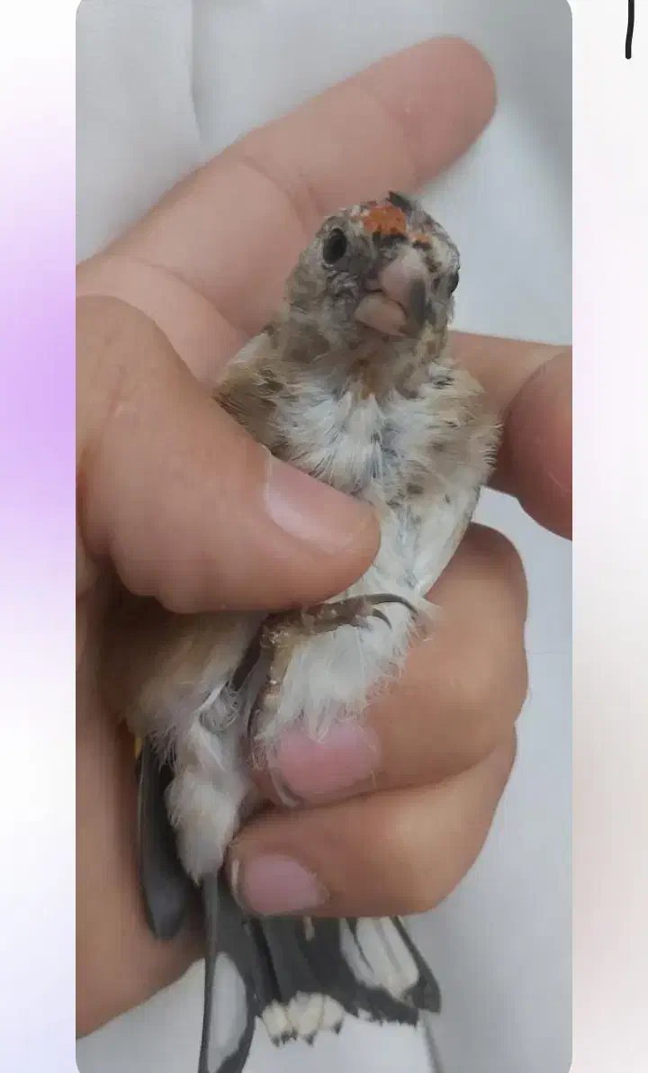 جوجه سهره|پرنده|اندیمشک, |دیوار