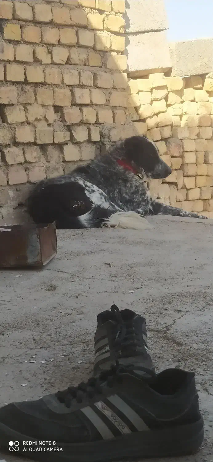 سگ لاس قدرجونی|سگ|مبارکه, |دیوار