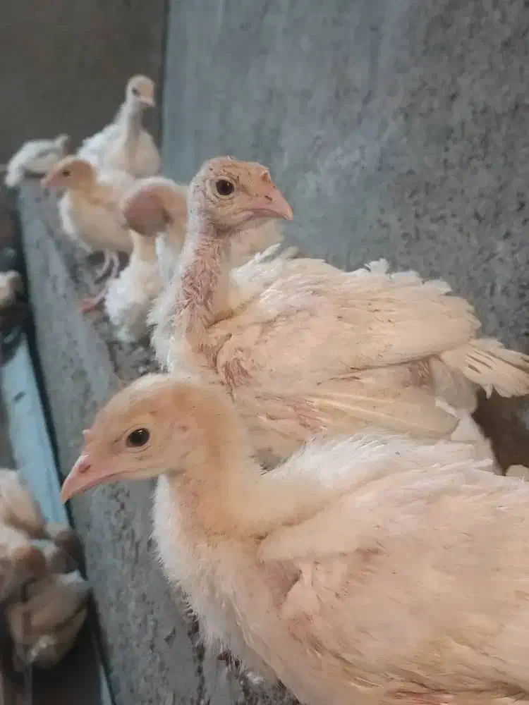 بوقلمون بیوتی|حیوانات مزرعه|همدان, |دیوار