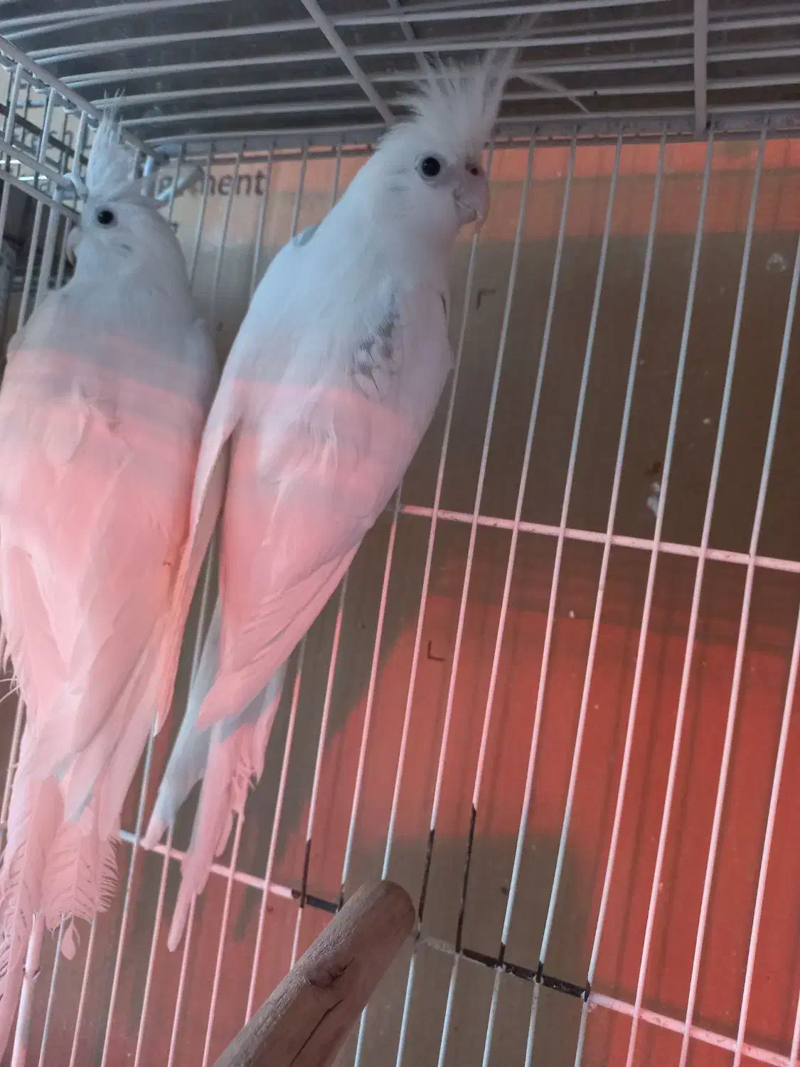 فروش ۵جفت عروس هلندی البیتو خاص تکخال|پرنده|شهرکرد, |دیوار