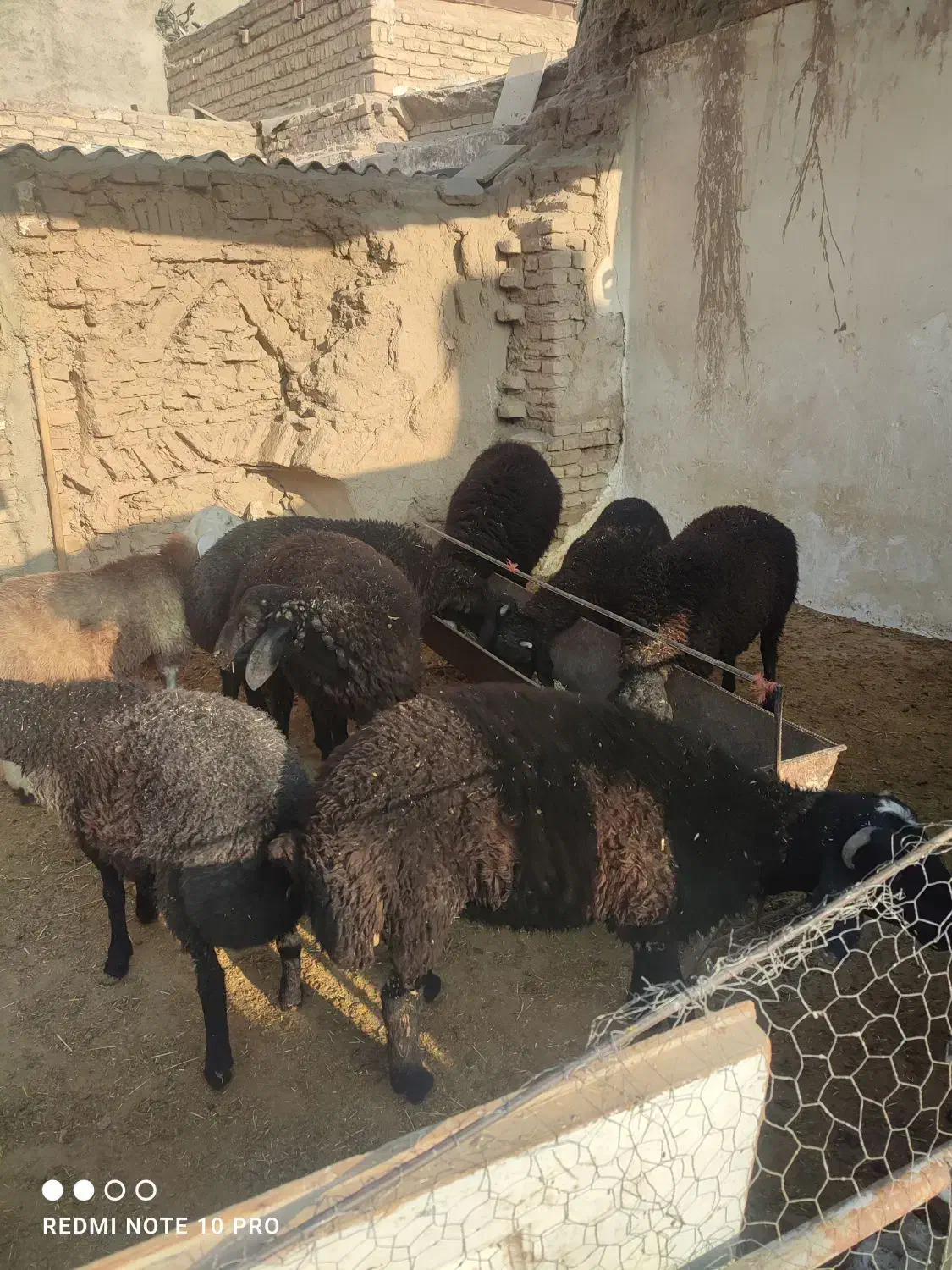تعدادی بره نر مناسب پرواربندی وکشتاری|حیوانات مزرعه|قرچک, پویینک|دیوار