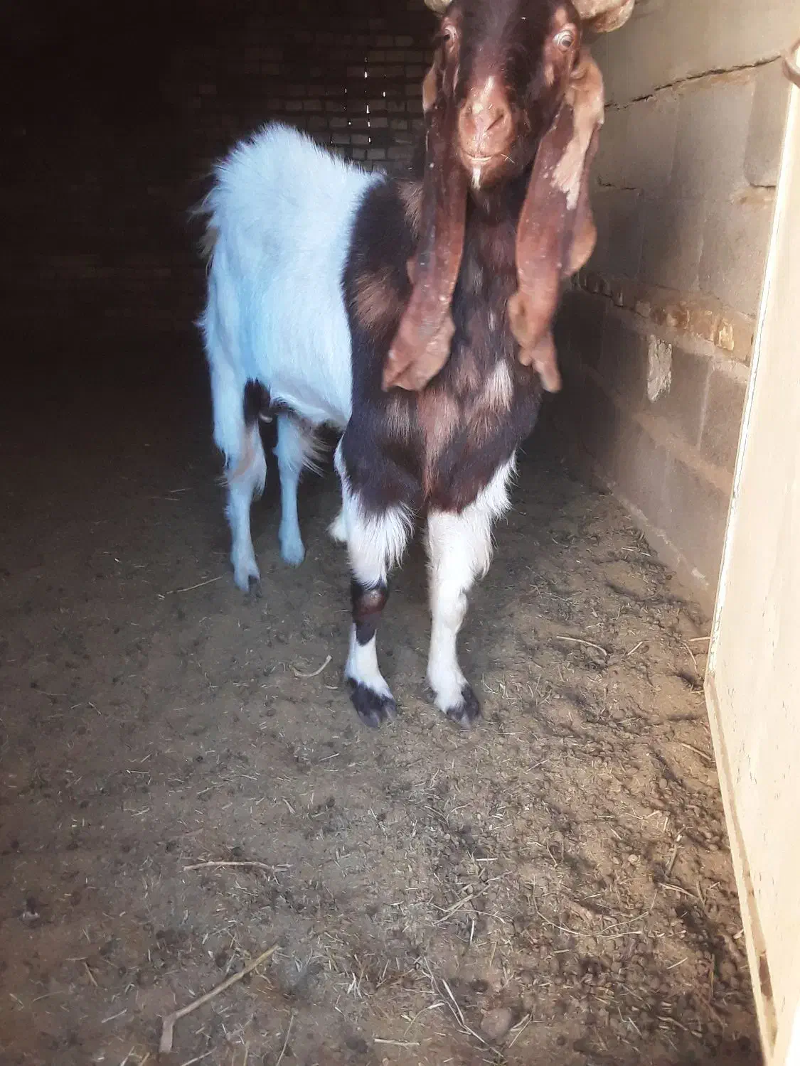 نری پاکستانی|حیوانات مزرعه|رفسنجان, |دیوار