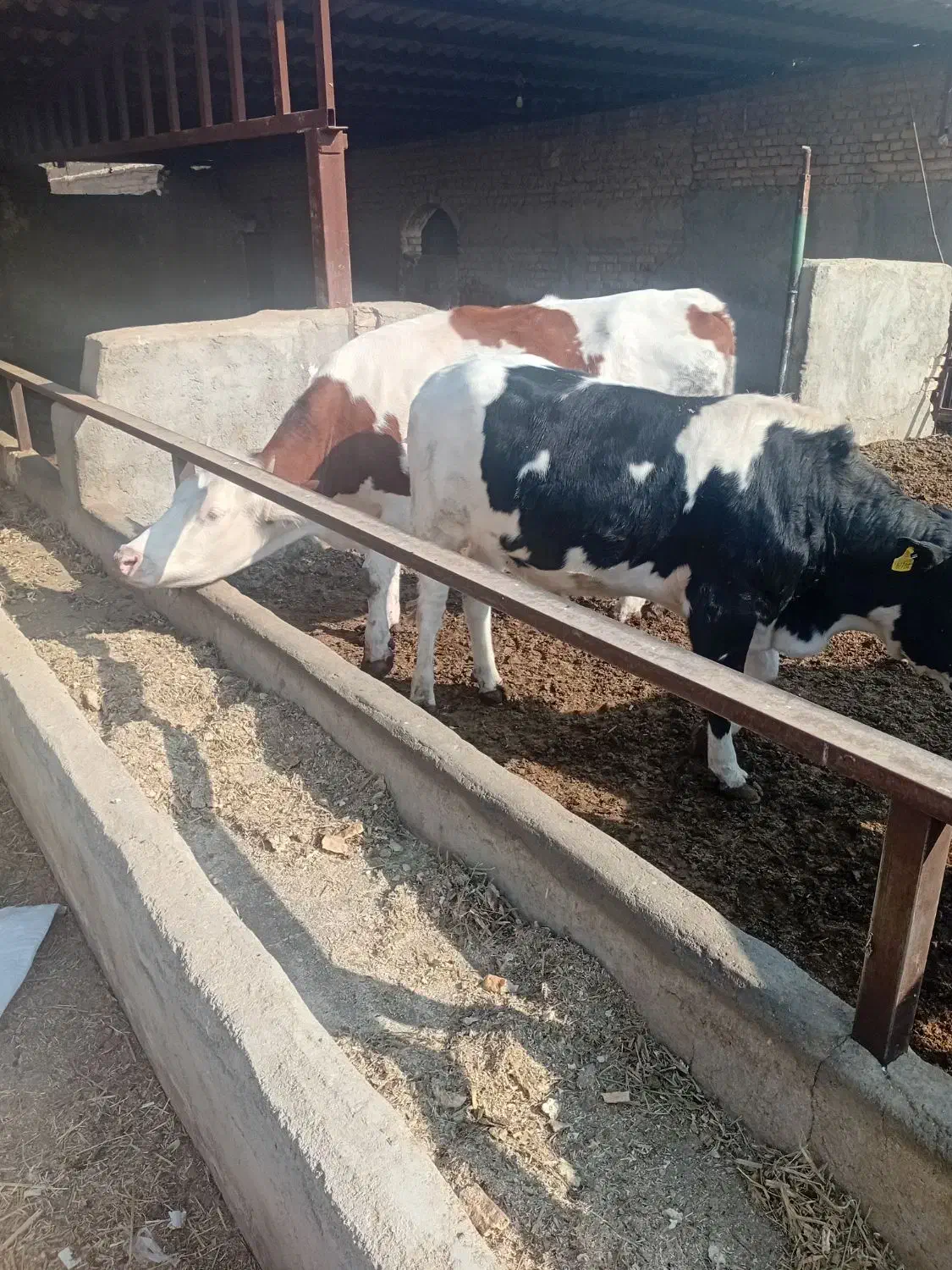 گاو شکم ۱|حیوانات مزرعه|جوادآباد, |دیوار