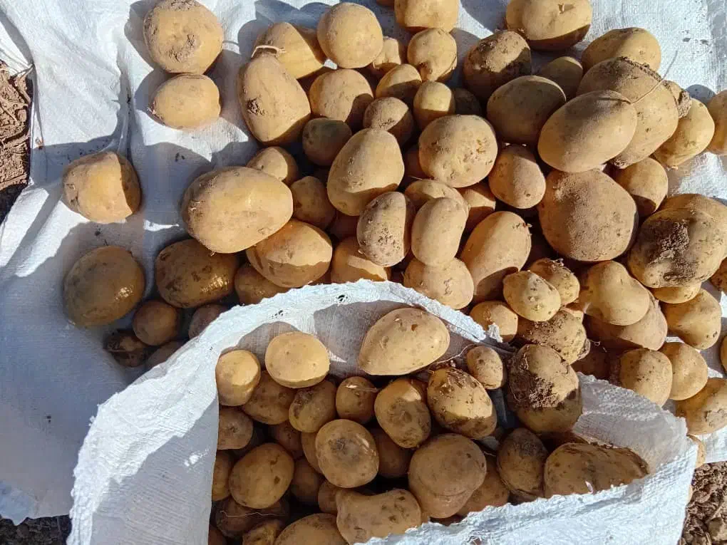 سیب زمینی|گل و گیاه طبیعی|گالیکش, |دیوار