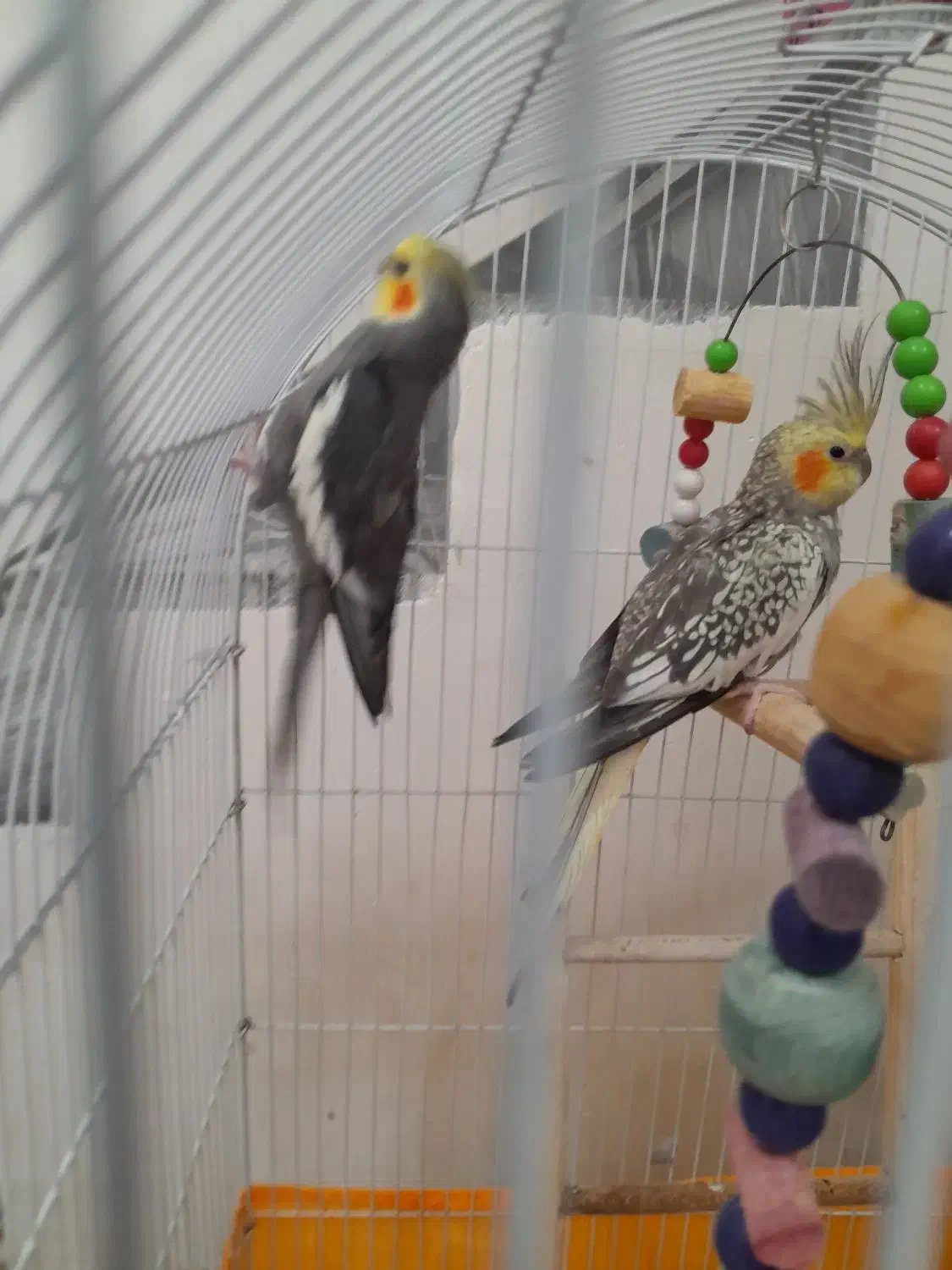 عروس هلندی|پرنده|رودسر, |دیوار