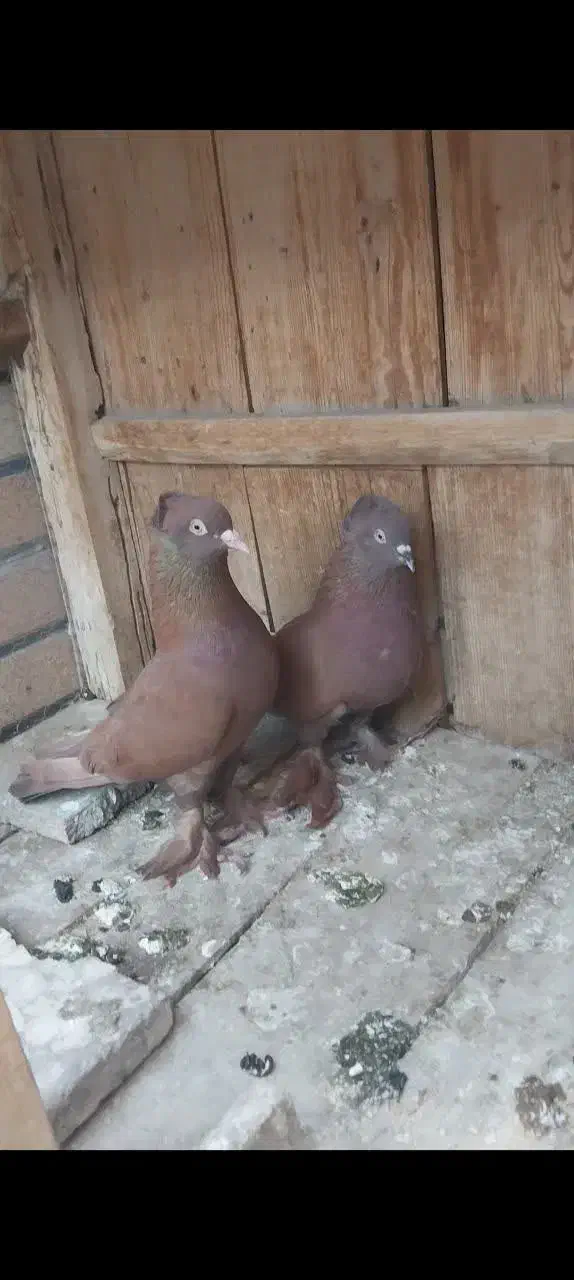 جوجه گرفتنی|پرنده|قم, کلهری|دیوار