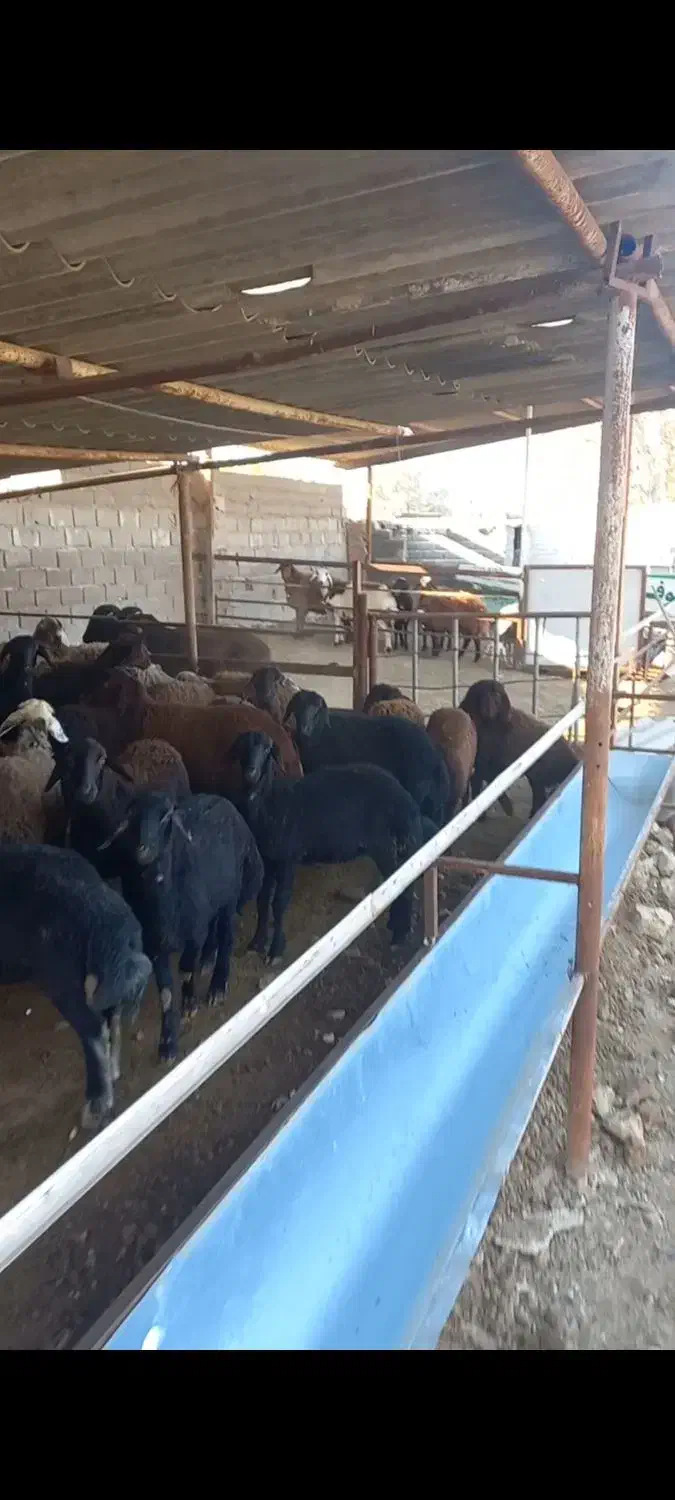 گوسفند قزل افشار بره ماده|حیوانات مزرعه|بهشهر, |دیوار