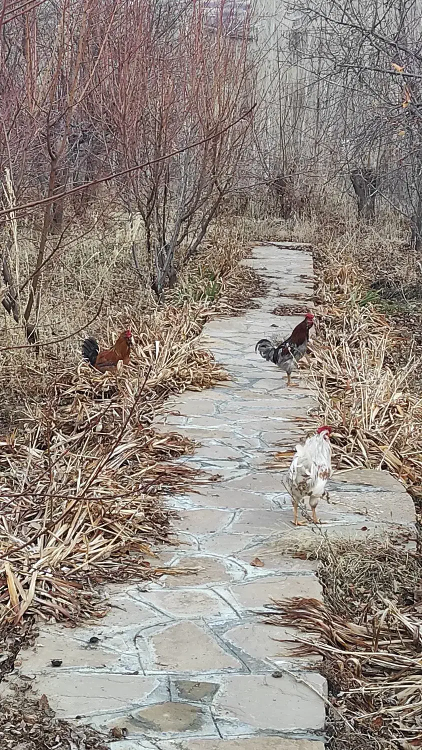 مرغ وخروس نیمچه گلین|حیوانات مزرعه|سنندج, |دیوار