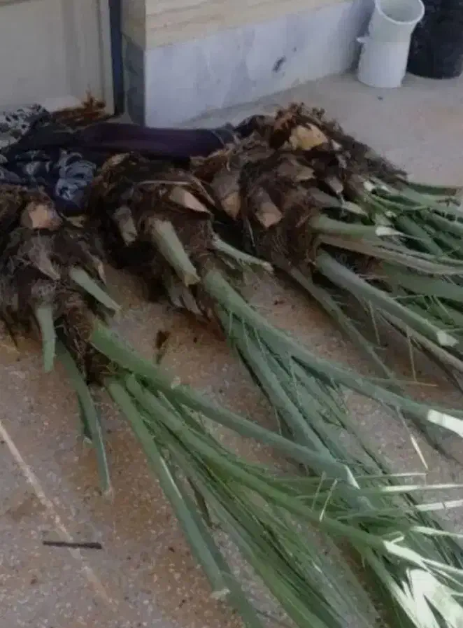 دارابی|حراج|داراب, |دیوار