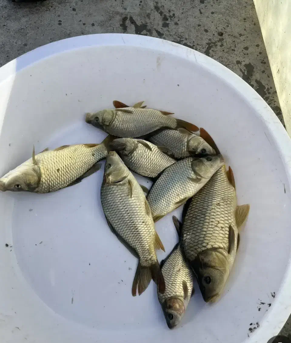 ماهی داریم|ماهی|قم, هفت تیر|دیوار