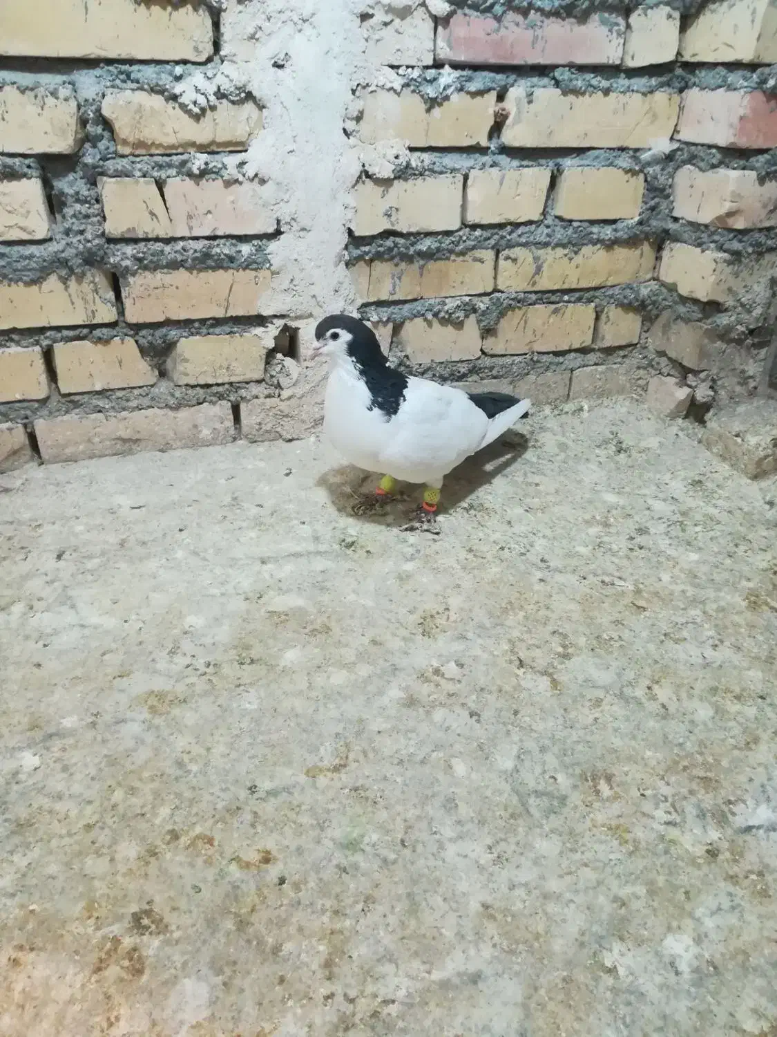 کفتر گرفتنی|پرنده|بجنورد, |دیوار