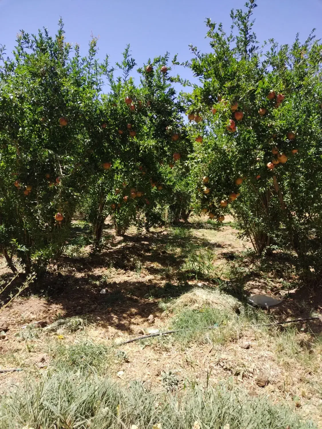 80جریب زمین کشاورزی واقع در دهاقان|فروش دفتر صنعتی، کشاورزی، تجاری|دهاقان, |دیوار