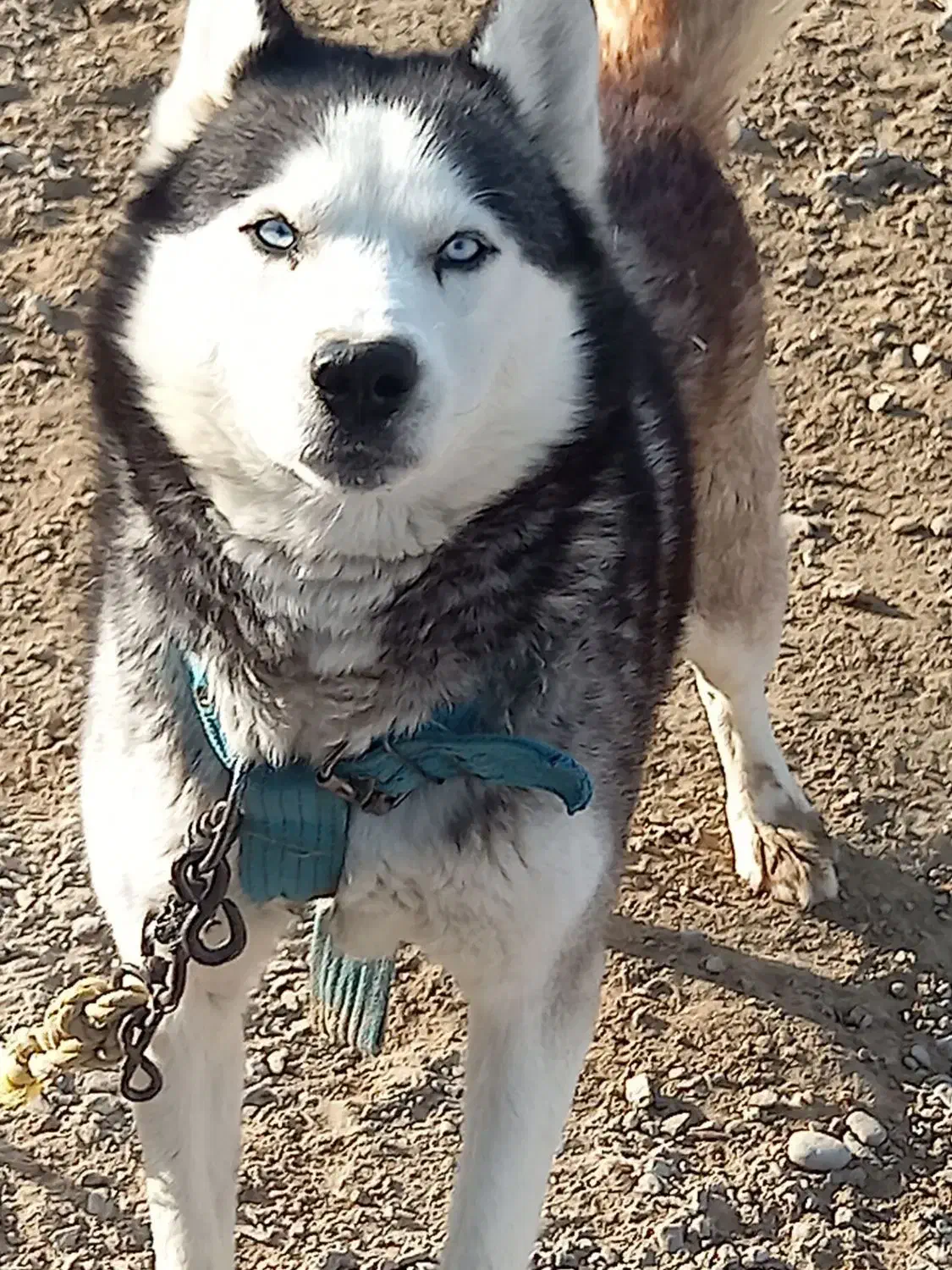 فروش فوری هاسکی اصل|سگ|زابل, |دیوار