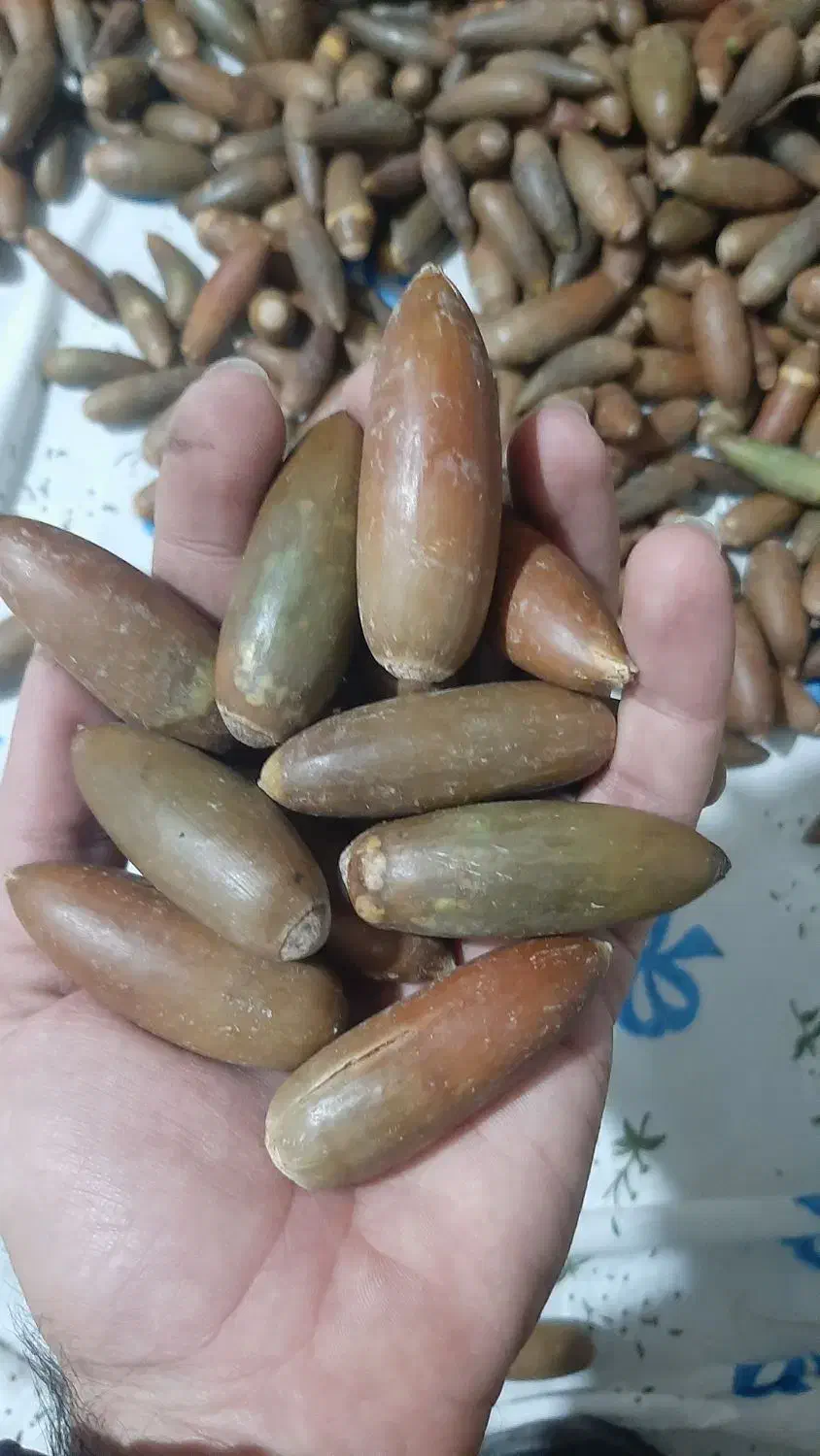 بلوط|خوردنی و آشامیدنی|تهران, زنجان جنوبی|دیوار