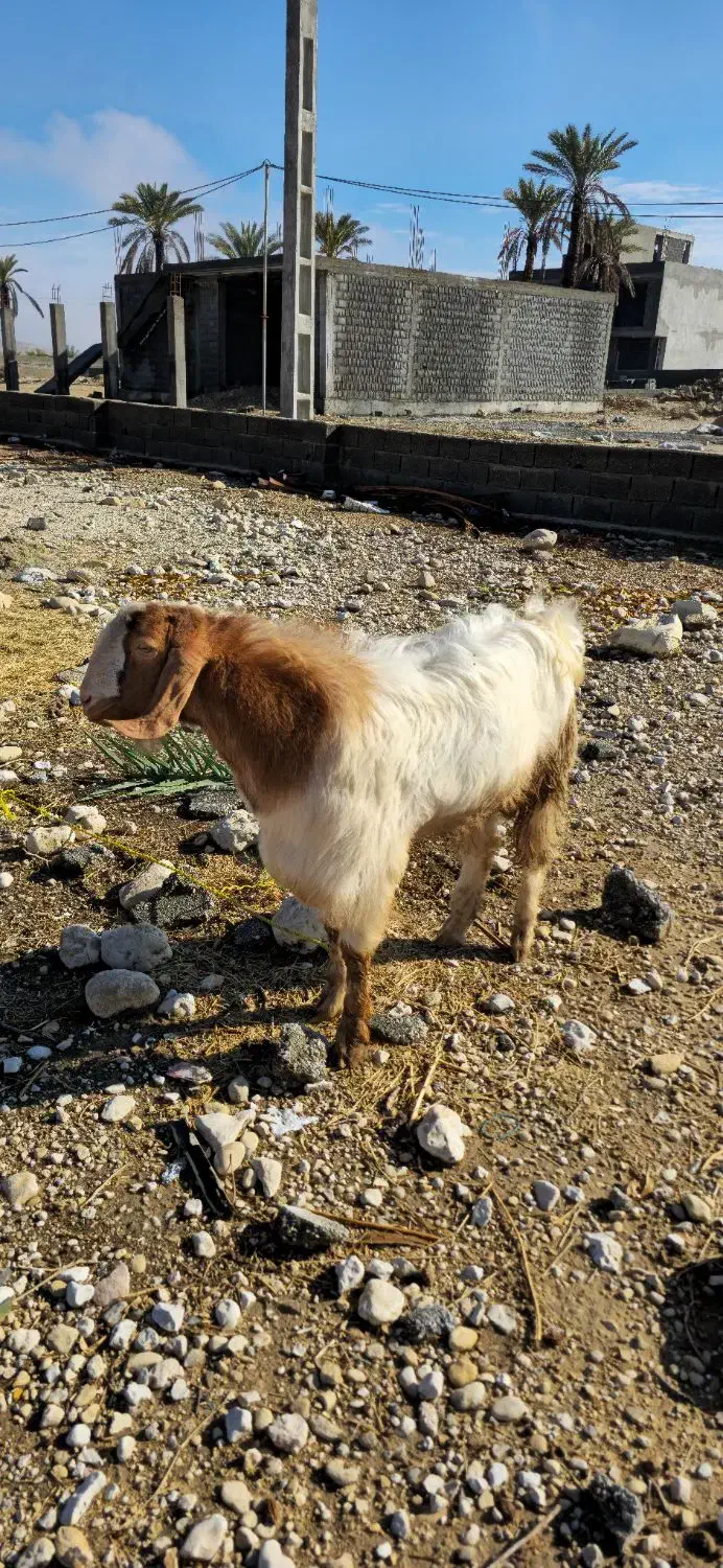 کهره نر در جم|حیوانات مزرعه|جم, |دیوار