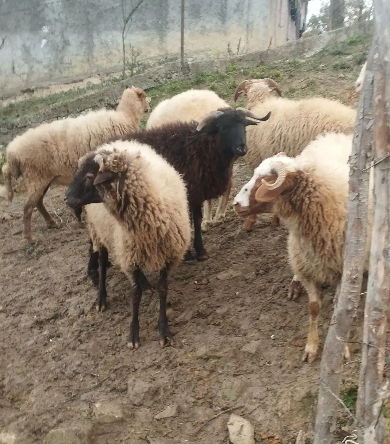 گوسفند زنده|حیوانات مزرعه|سیاهکل, |دیوار