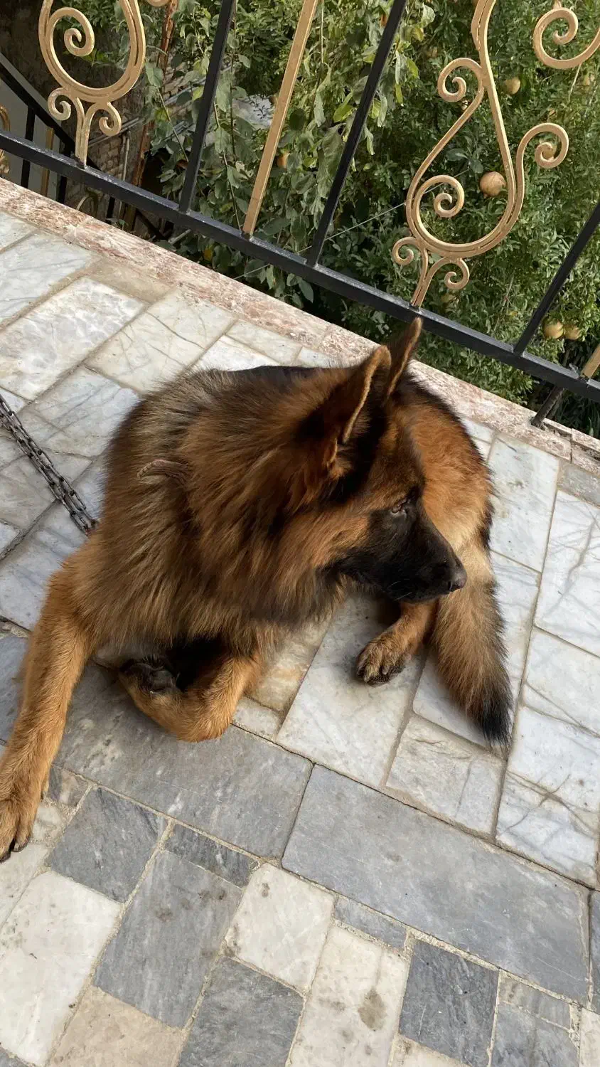 سگ ژرمن  ماده|سگ|گرگان, |دیوار