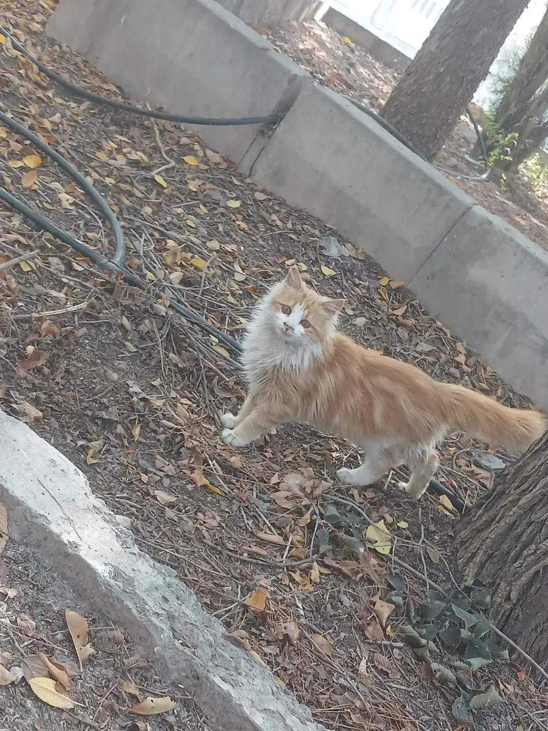 گربه خونگی خیلی خوشگل و ملوس|گربه|خوی, |دیوار