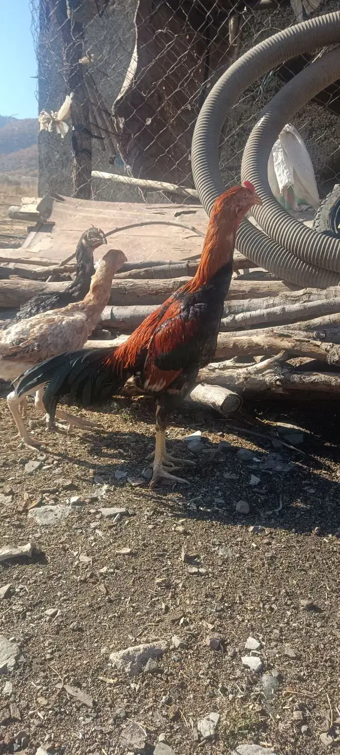 مرغ و خروس|حیوانات مزرعه|مریوان, |دیوار